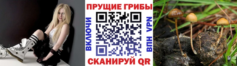 Псилоцибиновые грибы GOLDEN TEACHER  Нижний Тагил 